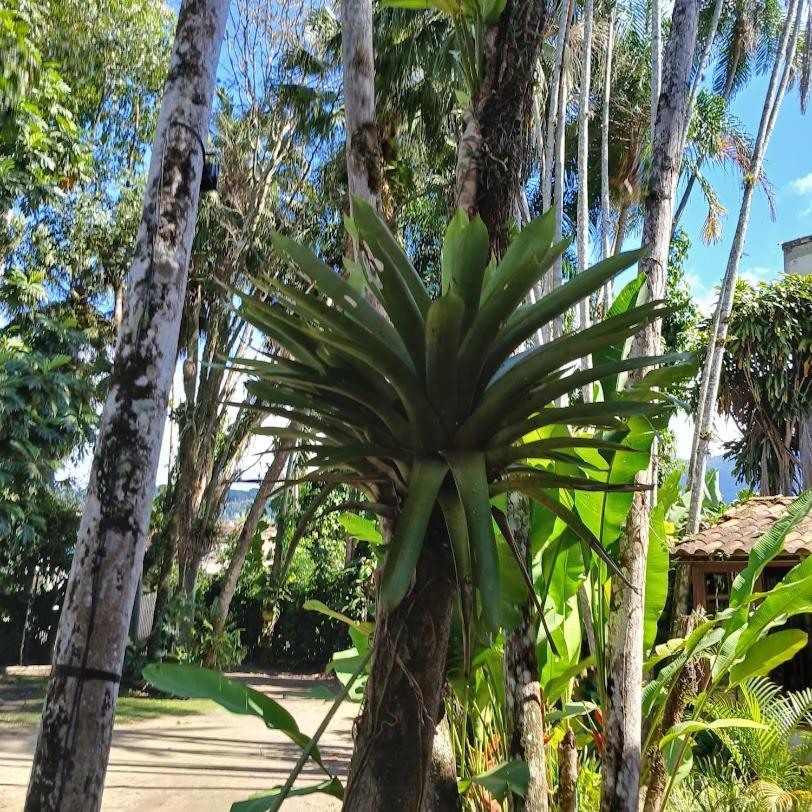 Dos Passaros Guest house *